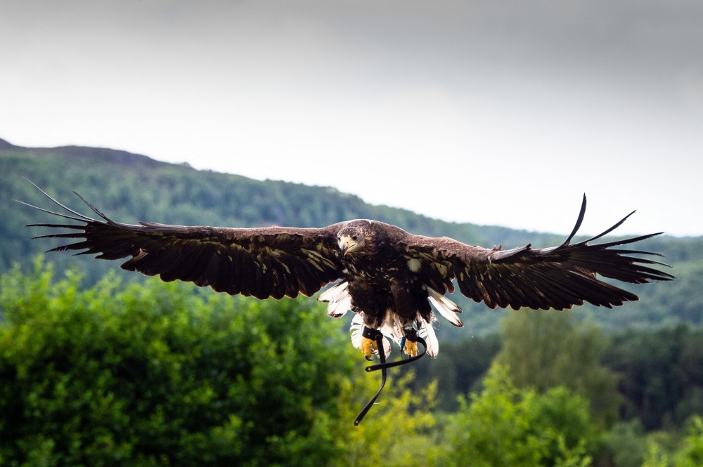A Sea Eagle flyes as it is used to train Maremma sheep dogs to protect their livestock from the threat of Sea Eagles, in Rothiemurchus Falconry, in Aviemore. — AFP pic