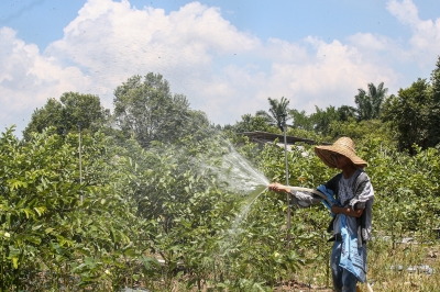 National Community Farming Conference helps B40 generate income from agricultural activities, says UPM vice-chancellor - Vimarsana News