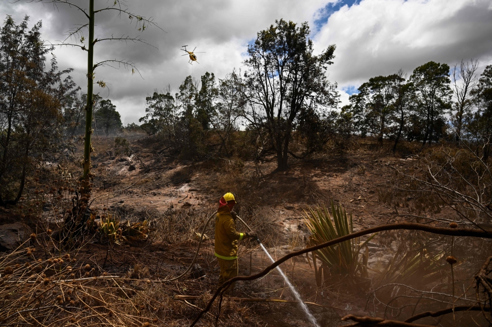 A firefighting helicopter makes a water drop as a Maui County firefighter extinguishes a fire near homes during the upcountry Maui wildfires in Kula, Hawaii August 13, 2023. — AFP pic