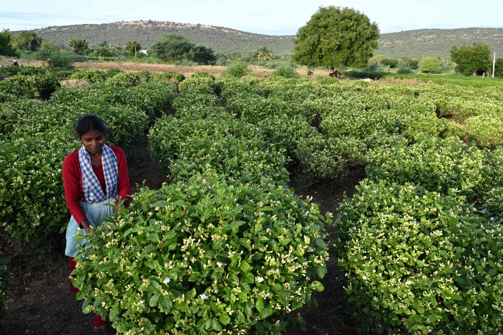 In this picture taken on June 27, 2023, farmer Alaghu Ponnu harvests jasmine flowers in a farmland on the outskirts of Madurai. — AFP pic 