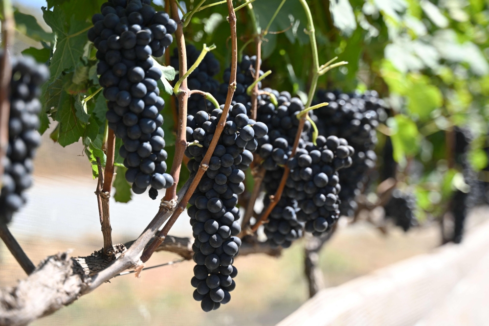Syrah grapes are seen in a vineyard at Villa Triacca winery in Paranoa, a rural area located 100km from the centre of Brasilia, Brazil, on July 18, 2023. — AFP pic 