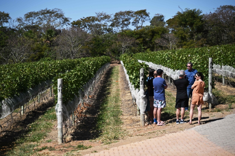 A group of tourists visiting the vineyard listen to explanations from winemaker Ronaldo Triacca at Villa Triacca winery in Paranoa. — AFP pic 