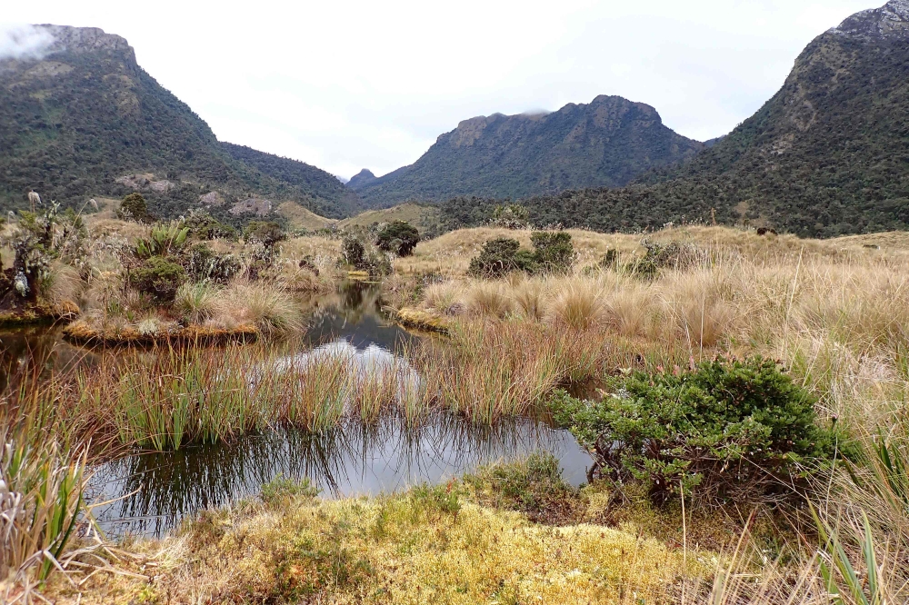 In a jungle reserve in Peru, scientists discovered Harrison Ford sunbathing, a new species of snake named after the American actor and his environmental activism, the National University of San Marcos reported on Tuesday August 15, 2023. — AFP pic