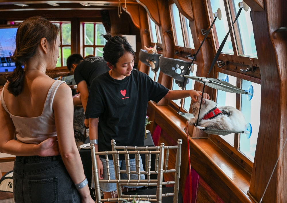 Visitors pet a cat on the Royal Albatross. Cat owners in Singapore can now take their pets on luxury sunset cruises, perfect for pampered kitties who enjoy the finer things in life. — AFP pic 