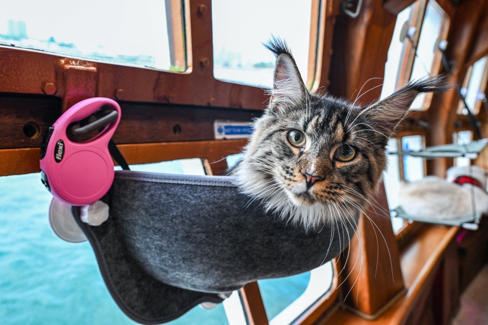 In this picture taken on August 13, 2023 a cat is pictured on the Royal Albatross. — AFP pic 