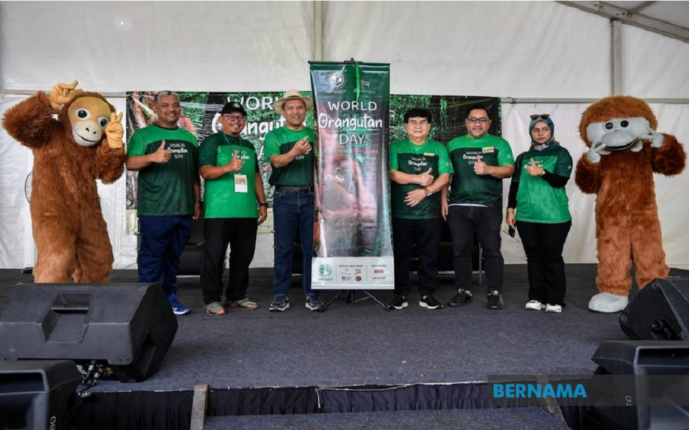 The Malaysian Palm Oil Green Conservation Foundation has allocated RM1.2 million to finance a study of the orangutan population in Sabah for a period of two years, starting this year. — Picture via Twitter/Bernama