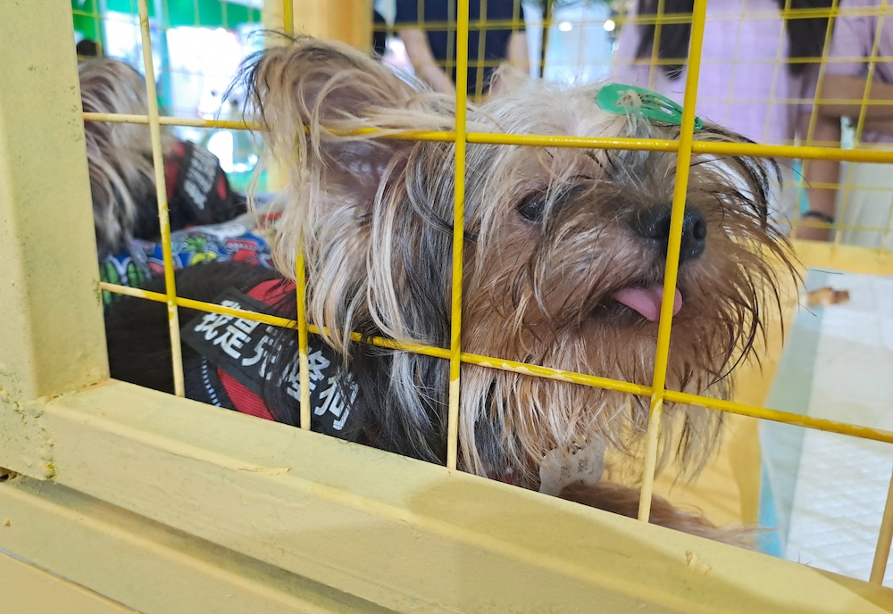 A dog wears a sign that reads ‘I am a clone dog’ at the Sinogene stall at the Pet Fair Asia exhibition in Shanghai on August 17, 2023. — AFP pic