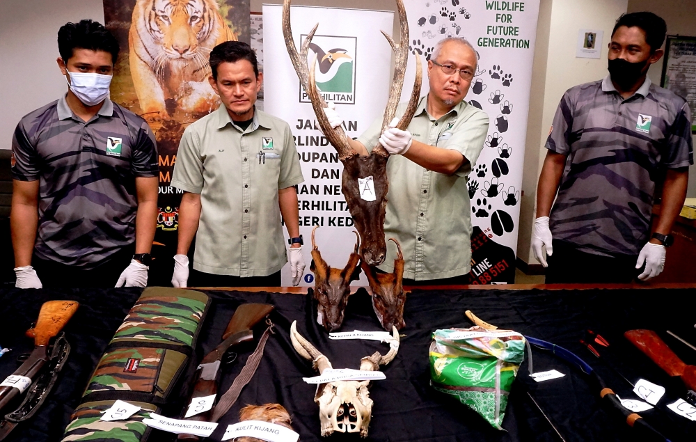 Kedah Perhilitan director Jamalul Nasir Ibrahim (2nd, right) shows some of the seized items in Ops Hunter at a press conference held at the state Perhilitan office in Alor Setar, August 21, 2023. — Bernama pic 