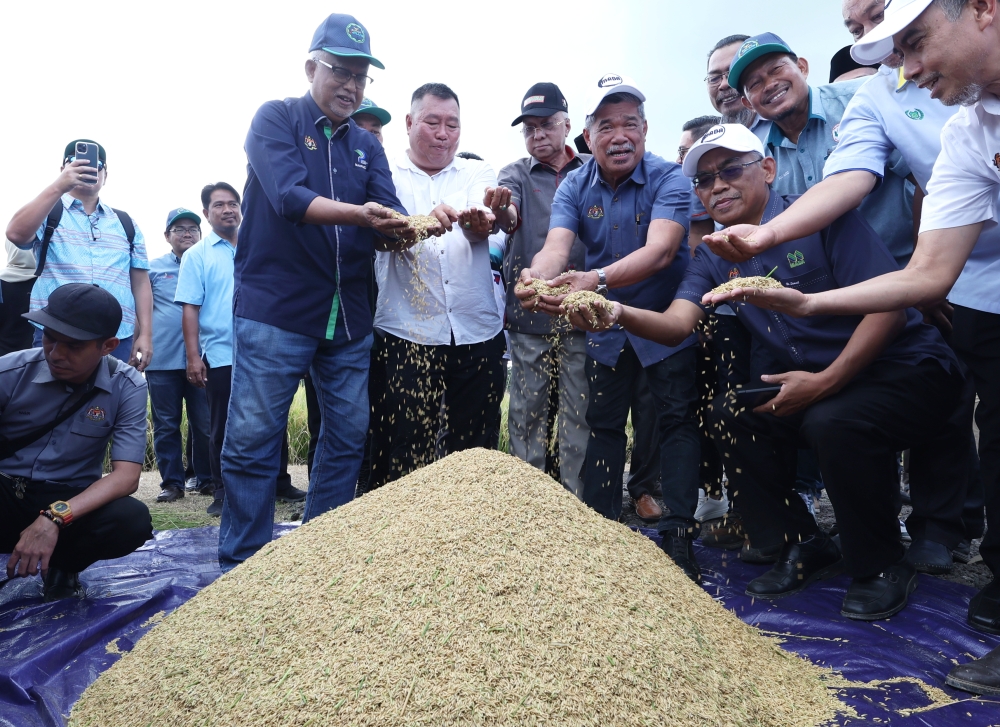 Agriculture and Food Security Minister Datuk Seri Mohamad Sabu (4th left) looks at freshly-harvested paddy during the SMART SBB Mini Sekinchan Mada Agro Madani programme at Kampung Lat 1000 August 21, 2023. — Bernama pic