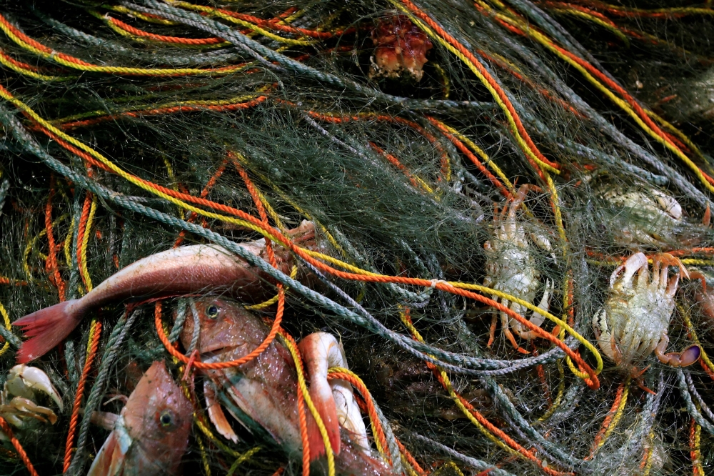 Fish and crabs are tangled in a net, in a boat at Tsurishihama fishing port in Shinchimachi, about 55 km away from the disabled Fukushima Dai-ichi nuclear power plant, in Fukushima Prefecture March 1, 2023. — Reuters pic