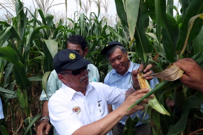 Malaysia can reduce dependence on corn imports within five years if domestic production hits 50pc - Vimarsana News