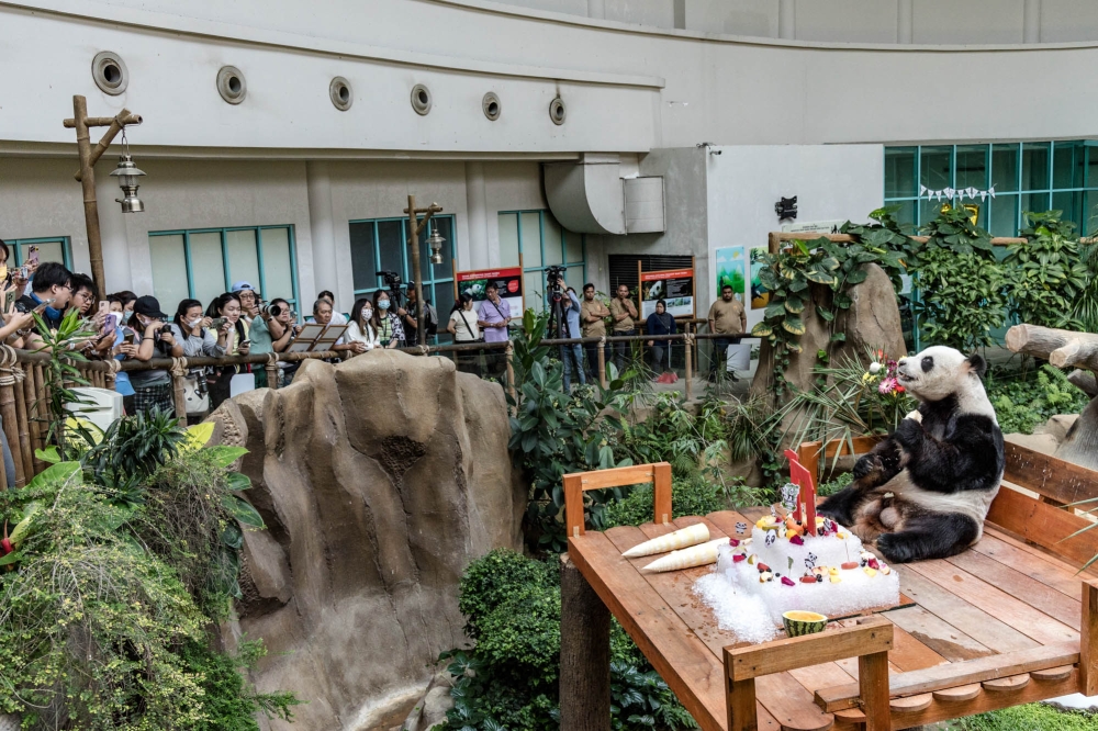 Visitors take pictures ofgiant male panda Xing Xing during a birthday celebration at the National Zoo in Kuala Lumpur August 23, 2023. — Picture by Firdaus Latif