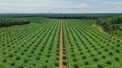KL Kepong to acquire 33pc stake in Boustead Plantation for RM1.15b - Vimarsana News