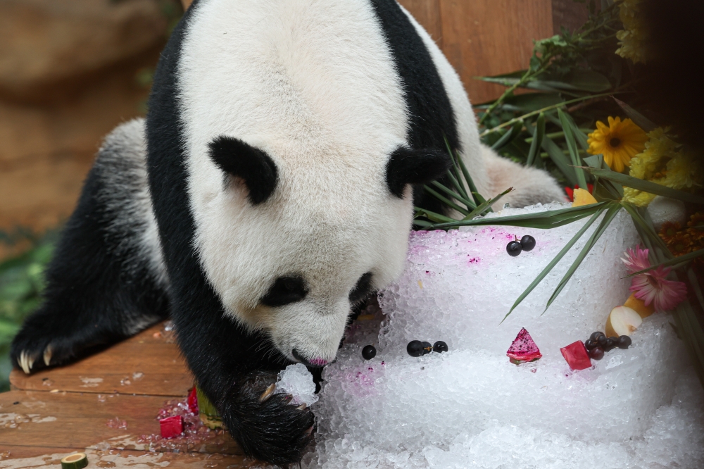 Giant panda Liang Liang enjoying her birthday meal at the Giant Panda Conservation Centre in Zoo Negara on August 23, 2023. — Bernama pic