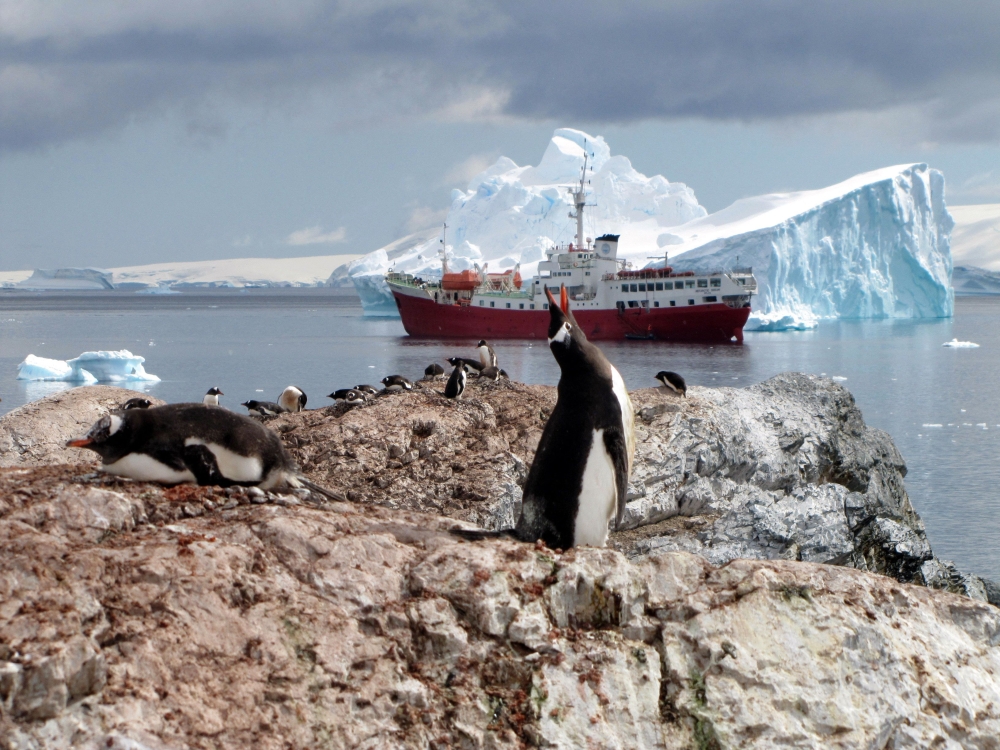Penguins are seen on January 1, 2010 on the Antartic Peninsula. Helpless emperor penguin chicks perished at multiple breeding grounds in West Antarctica late last year, drowning or freezing to death when sea ice eroded by global warming gave way under their tiny feet, scientists said on August 24, 2023. — AFP pic