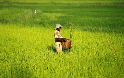 Myanmar plans to curb rice exports to control domestic prices - Vimarsana News