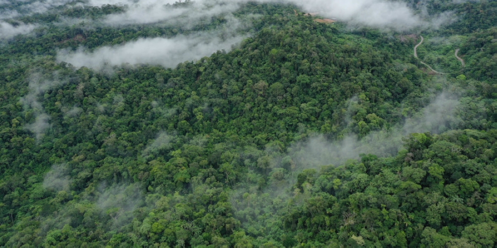 Lasy tropikalne zbliżają się do krytycznych progów temperatur