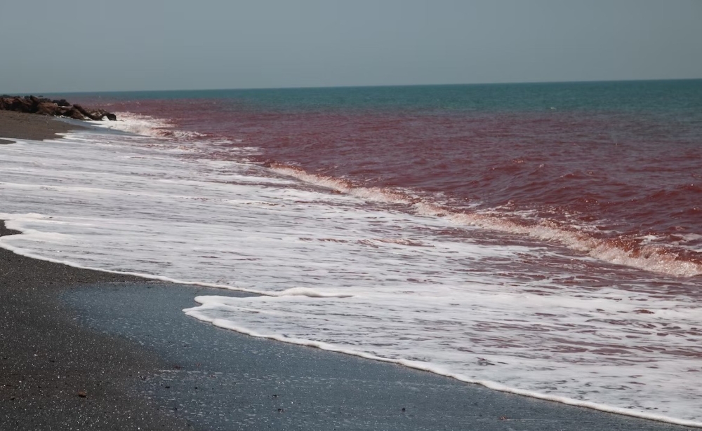 Universiti Sains Malaysia, Centre for Marine and Coastal Studies (Cemacs) director, Prof Datuk Aileen Tan Shau Hwai said the red tide phenomenon is caused by a type of plankton called Noctiluca Scintillans, a marine species of Dinoflagellate. — Picture from social media 