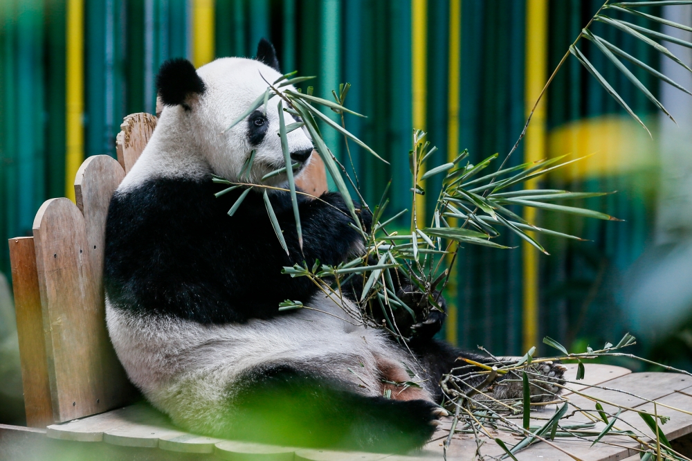 Giant Panda Feng Yi, who gave birth to panda cubs Yi Yi and Shen Yi, is seen in her enclosure, at the Giant Panda Convention Centre in Zoo Negara, Kuala Lumpur August 29, 2023. — Picture by Hari Anggara