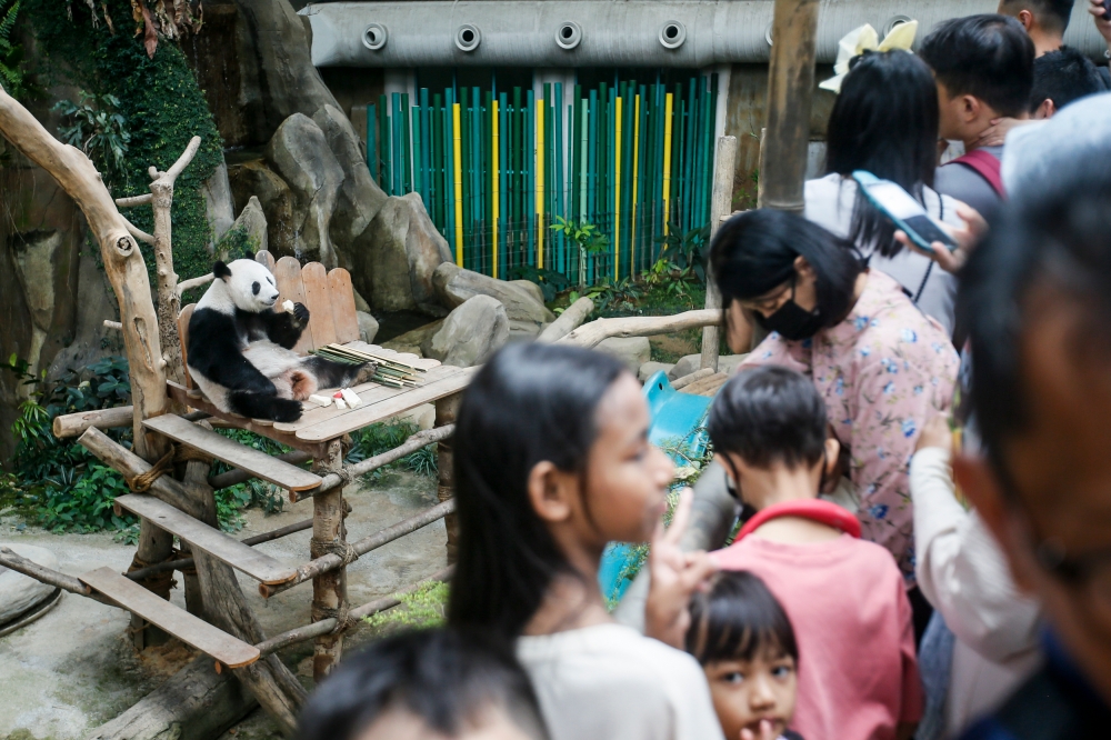 People watch Giant Panda Feng Yi at Zoo Negara, August 29, 2023. — Picture by Hari Anggara