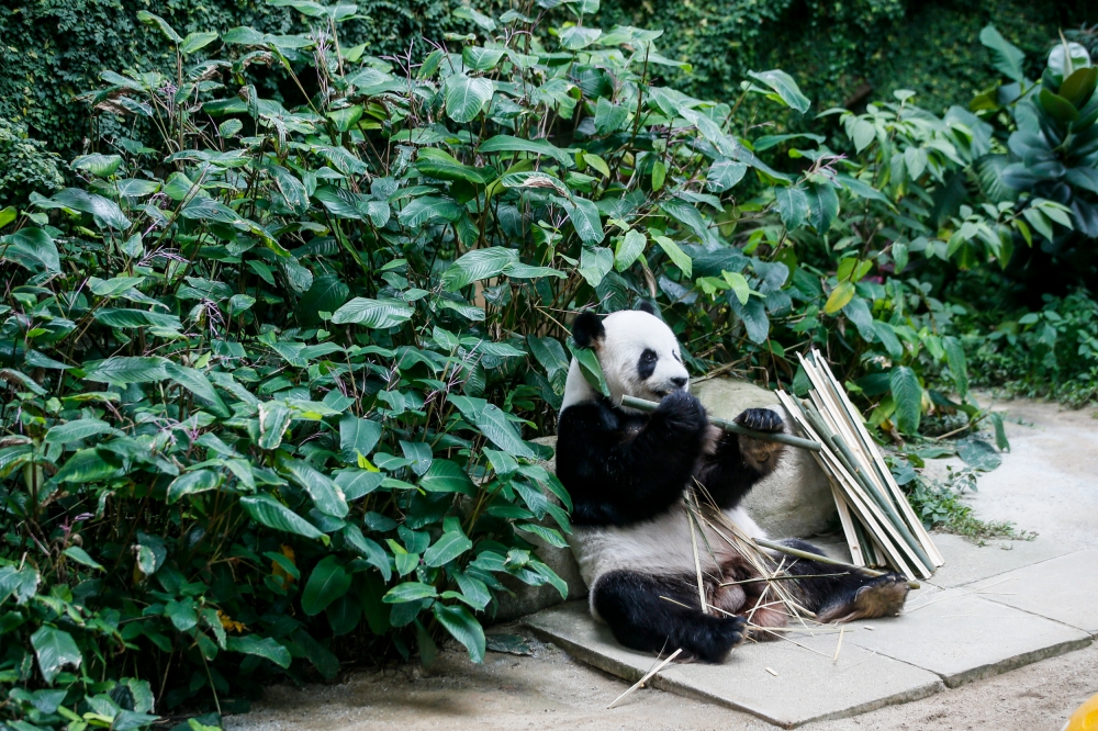 A general view of giant panda Fu Wa inside the Giant Panda Convention Centre (GPCC) in Zoo Negara August 29, 2023. — Picture by Hari Anggara