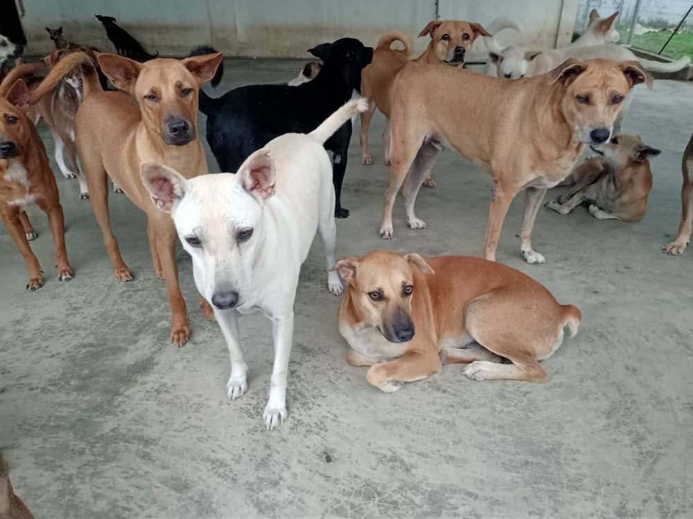 Public donations are urgently need to prevent MDDB’s dogs from starving. — Picture courtesy of MDDB