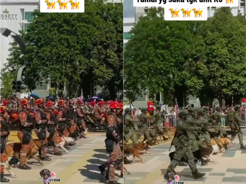 Social media users can be seen taken away by the cuteness of the canines. — Screenshot via TikTok/ the.mmbunga