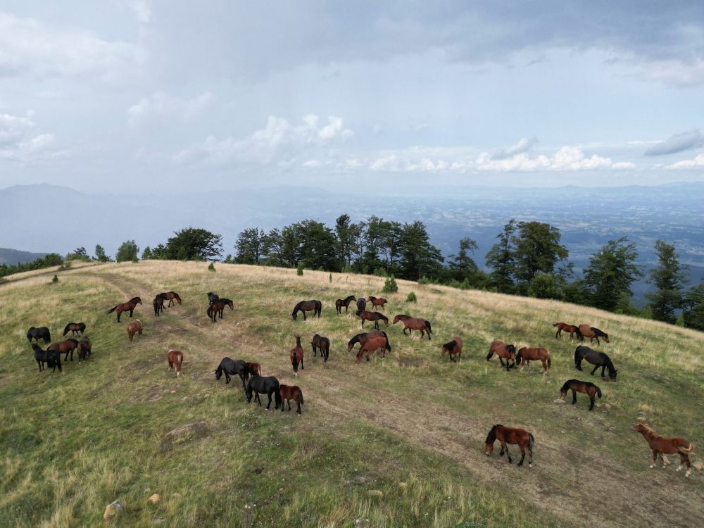 Wild horses roam on the mountain Stolovi in Serbia, August 31, 2023. — Reuters pic