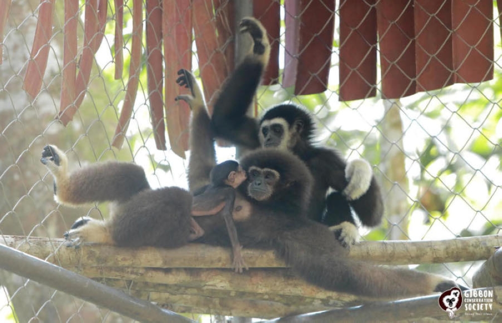 Young gibbons typically learn by imitating their same-sex parents, much like humans learn to talk by copying their parents and others but when gibbons are taken into the pet trade as babies, they miss this crucial learning opportunity. — Picture from Facebook/Gibbon Conservation Society