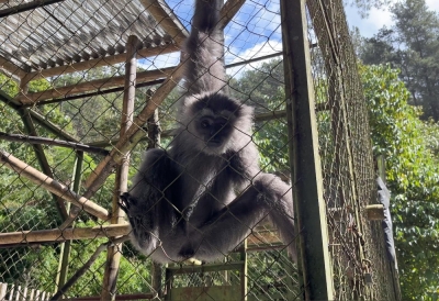 Saving the 'singing swingers': Gibbon conservation challenges in Malaysia - Vimarsana News
