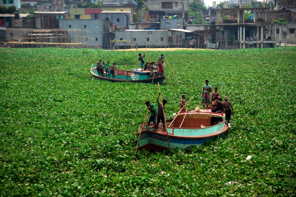 Bangladeshi boatmen navigate through dense water hyacinths over the Buriganga river in Dhaka on August 21, 2014. Water hyacinths, an invasive plant species, can quickly cover huge swathes of water bodies which hampers the movements of boats. — AFP pic
