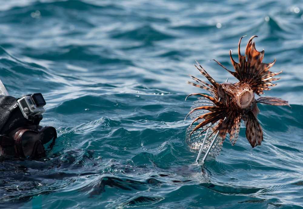  A fisherman shows a lionfish (Pterois) caught with his harpoon while participating in the first National Underwater Fishing Championship in Caracolito beach, Higuerote, Miranda state, Venezuela October 02, 2021. — AFP pic