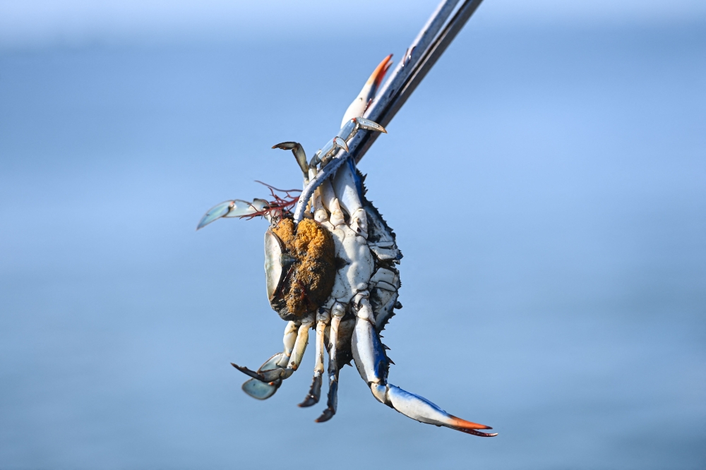 A fisherman shows a female blue crab with eggs in the lagoon of Scardovari, south of Venice, Italy, on August 11, 2023. The blue crab is a particularly aggressive species threatening local shellfish and fish in the delta where the River Po reaches the Adriatic sea. — AFP pic