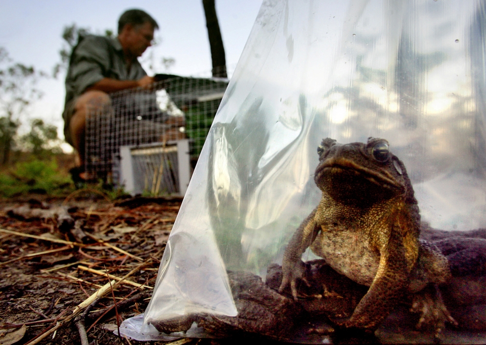 Graeme Sawyer, founder of the Northern Territory group known as Frog Watch, and his group have laid traps in an attempt to reduce the rapid spread of the cane toad that was introduced in the late 1930's into about 11 sugar growing locations in northern and central coastal Queensland in an attempt to control Frenchi and Greyback beetles, which proved ineffective. — Reuters pic