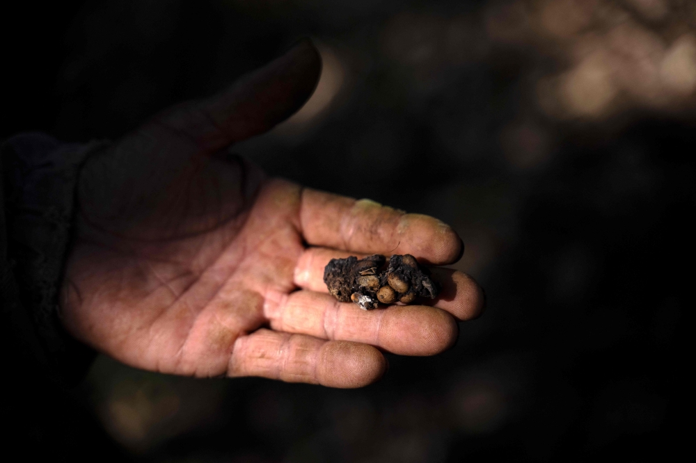 The droppings of a Jacu bird are pictured on the Camocim coffee plantation in Domingos Martins. — AFP pic