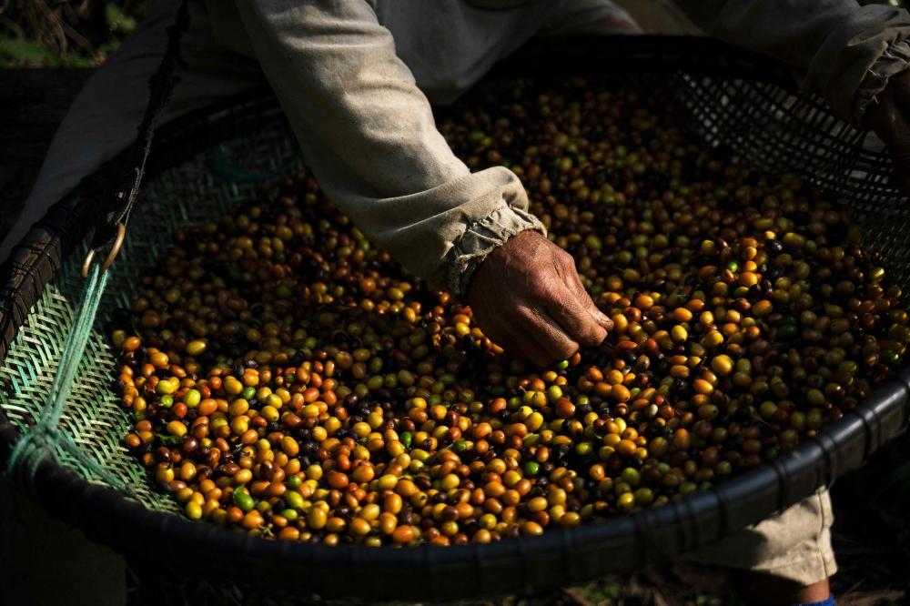 A worker sifts coffee beans at the Camocim coffee plantation. — AFP pic