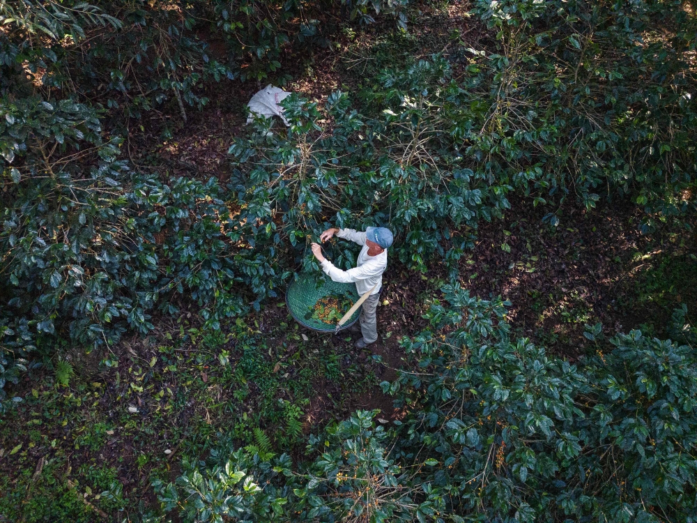 A worker collects coffee beans at the Camocim coffee plantation in Domingos Martins. — AFP pic