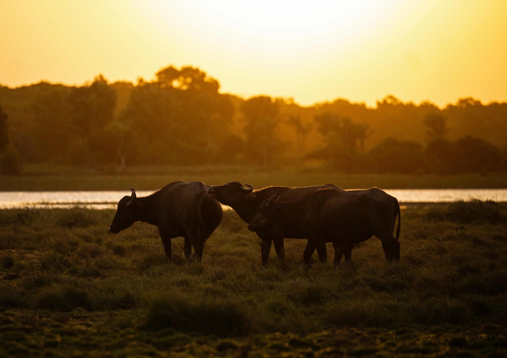 Asian water buffalos roam on farmland during sunset in Soure, Marajo Island, Para State, Brazil, on September 4, 2023. — AFP pic