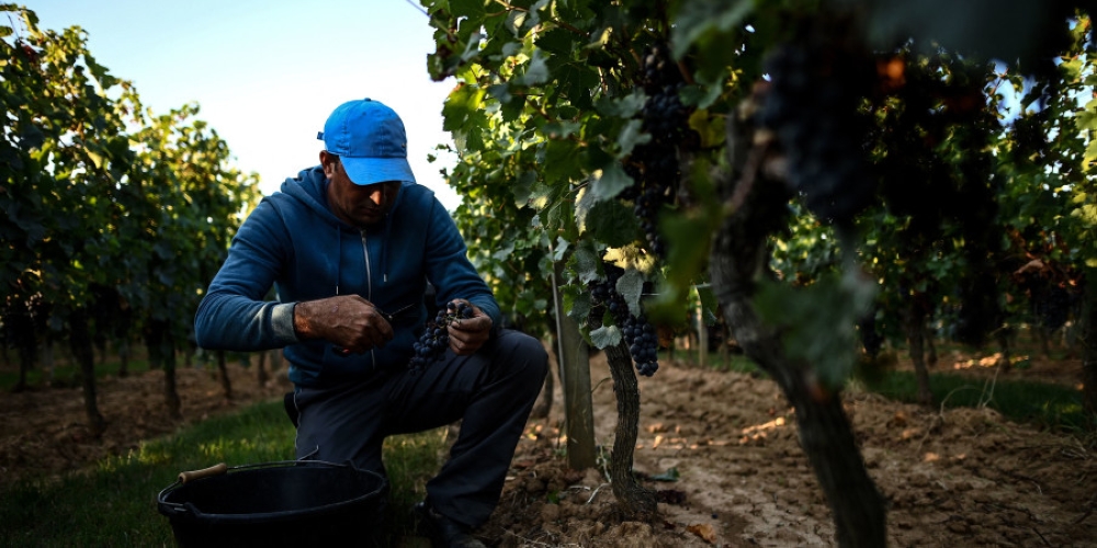 Harvesting at night is already a common practice in several winemaking countries with hot summers but one that is likely to become even more common as climate change accelerates. — AFP pic