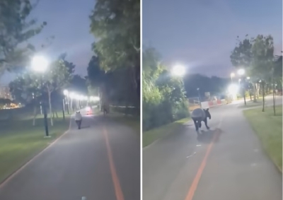 Big tapir seen galloping along Punggol park connector in Singapore; online users worry for its safety (VIDEO) - Vimarsana News