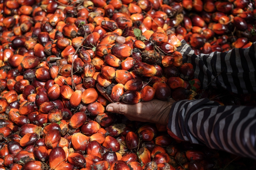 The shipments from Malaysia comprised 287,018 tonnes of crude palm oil (CPO), 24,000 tonnes of RBD palmolein and 16,797 tonnes of crude palm kernel oil. — Picture by Ahmad Zamzahuri