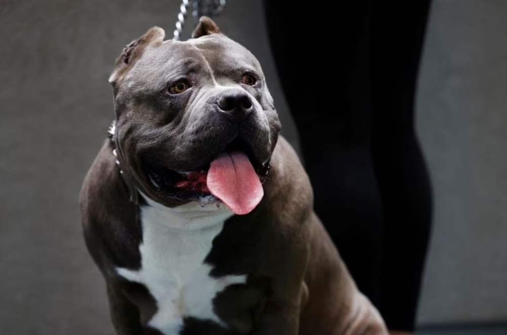 UK to ban American XL bully dogs by the end of the year | Malay Mail