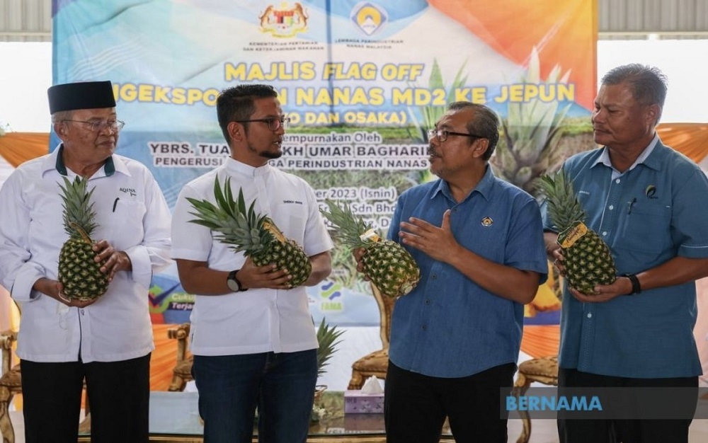 The MD2 pineapple variety is now being exported to Osaka, Japan, contributing to an increase in Malaysia’s exports, according to the Malaysian Pineapple Industry Board. — Picture via X/Bernama