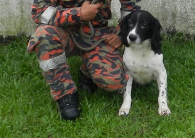 Blake, valiant canine sniffer of Batang Kali landslide search, dies - Vimarsana News