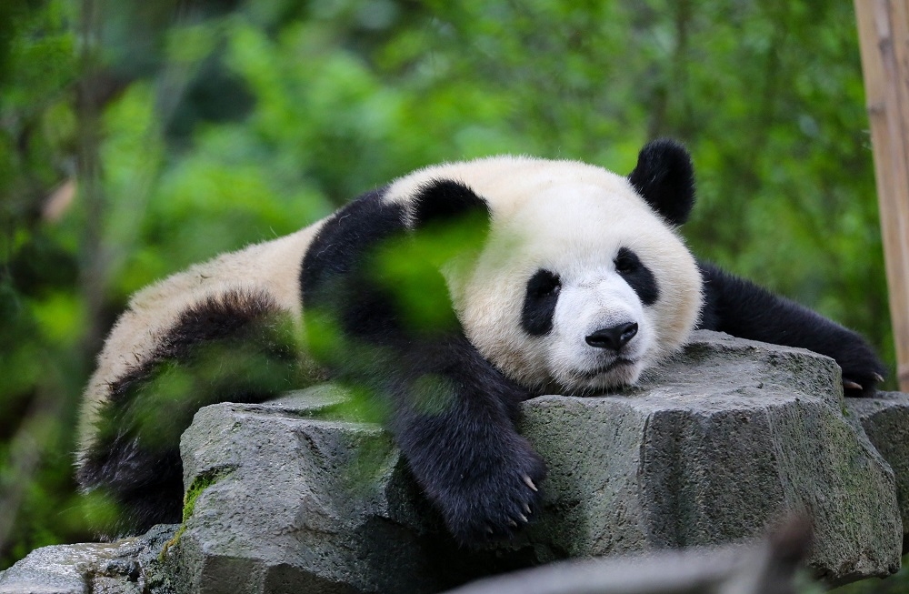 Pandas living far from their native region are less energetic overall than their counterparts in the wild, according to a study. — Wirestock/Getty Images/ETX Studio pic 
