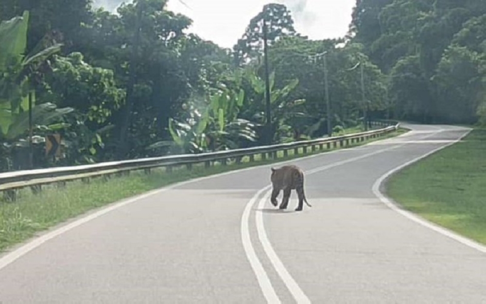 Screen capture of the video shared by truck driver Che Fiti Zulhilmi Che Leh showing the tiger spotted in the Bukit Meranto area. — Picture via X/Bernamadotcom