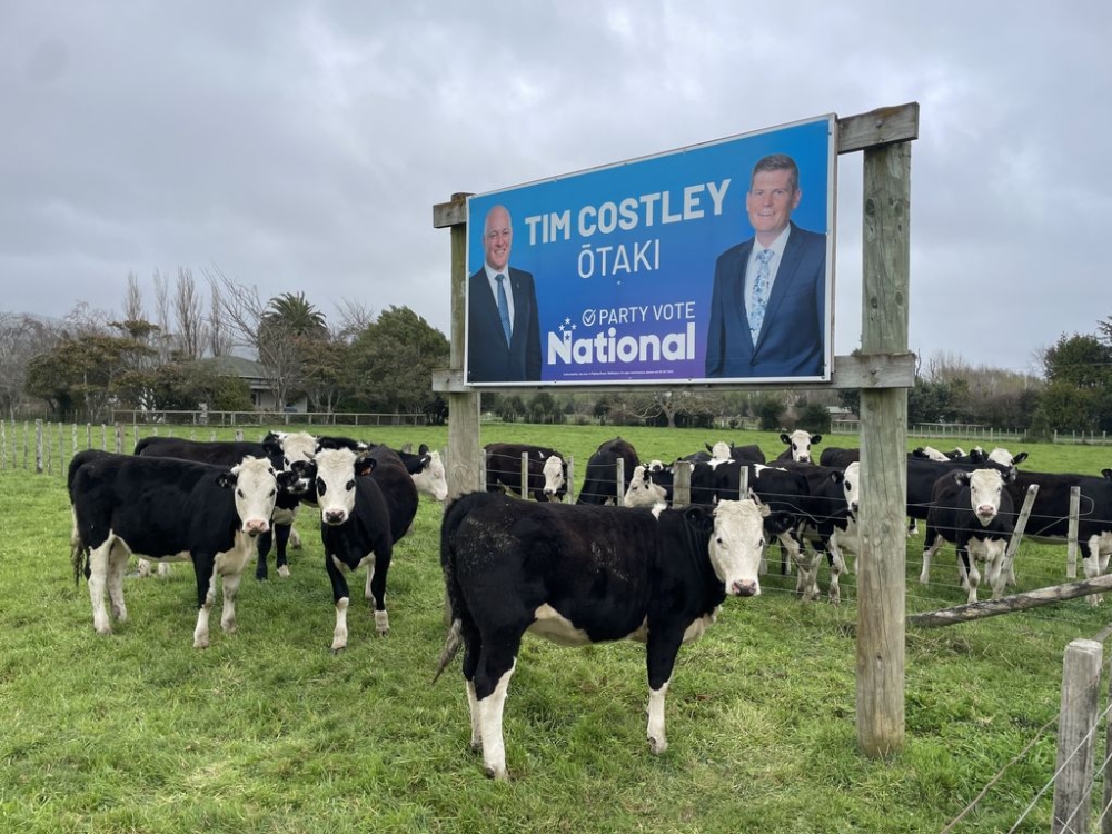 Cows in a paddock are seen next to an election sign advertising the opposition National party near the Horowhenua town of Shannon, north of Wellington, New Zealand, ahead of the 14 October 2023 poll, Sunday September 17, 2023. — AAP Image via Reuters