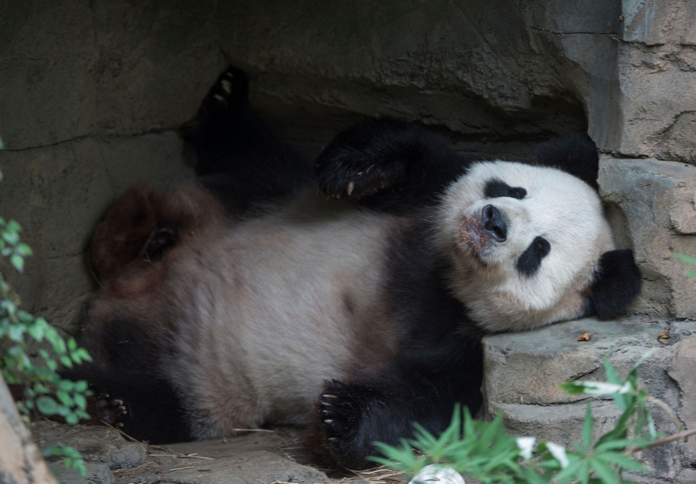 Giant Panda Tian Tian resting after an event at the Giant Panda exhibit at the Smithsonian National Zoo in Washington, DC, on September 25, 2015. — AFP pic