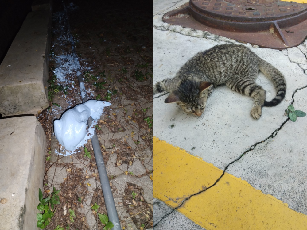 In a more recent update by X user izzat_bashir, the kitten has been cleaned up; however it is in a weakened state. — Picture via Twitter/izzat_bashir.