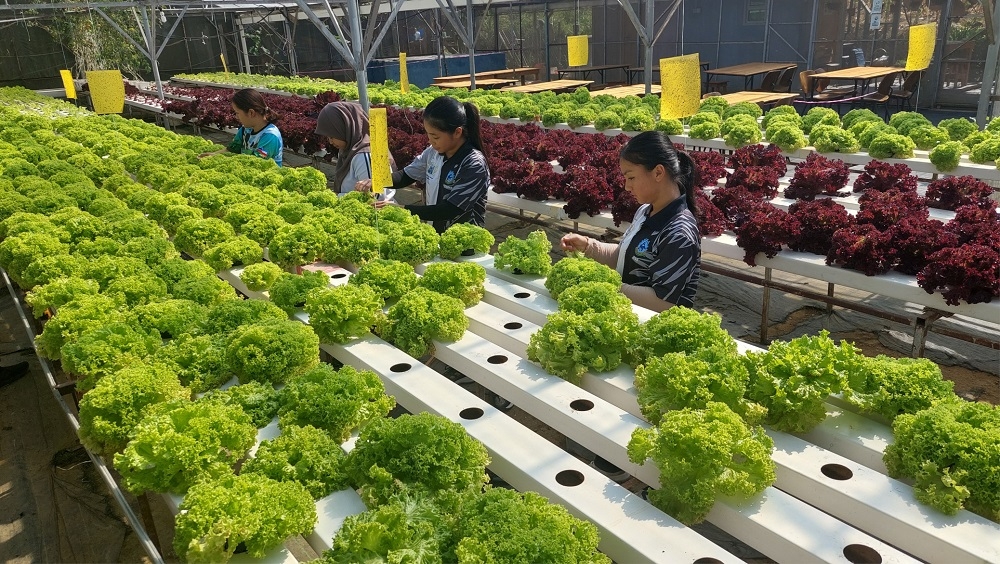 Kundasang Aquafarm – a rural innovation project utilising aquaponic technique. – Picture courtesy of Ng Boon Kwee and Fung Hon Ngen 
